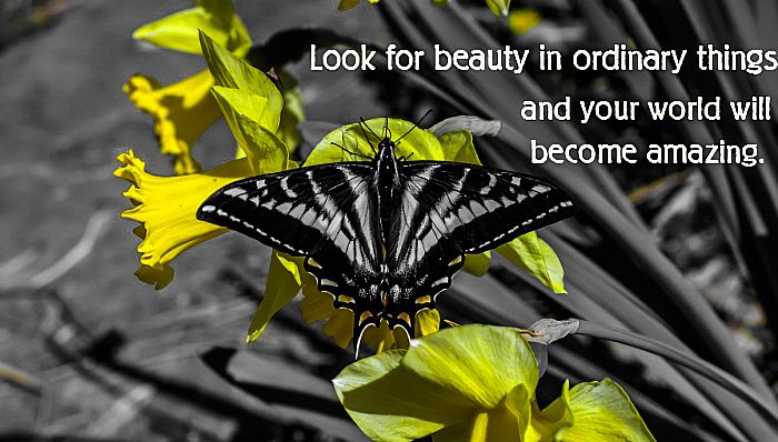 See the Beauty Around You