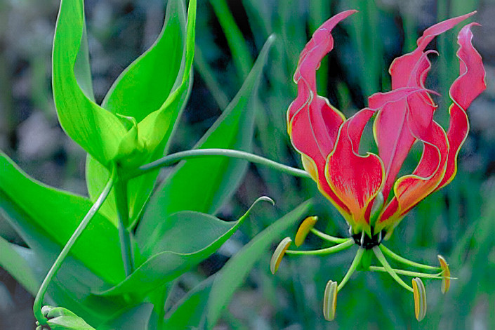 State-Flower-of-Tamil-Nadu