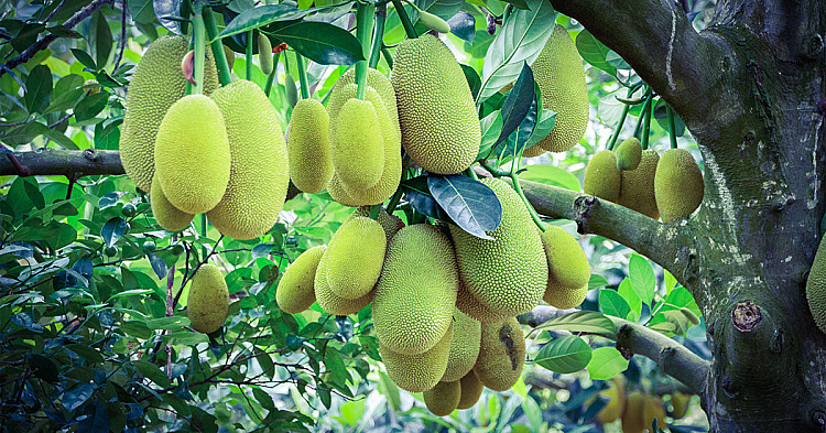 State-Fruit-of-Tamil-Nadu