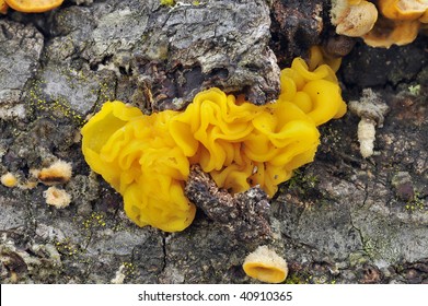 Black Fungus +White Fungus =Yellow Fungus
