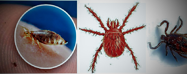 What is Scrub Typhus, Symptoms, Types, Testing, Prevention and Treatment