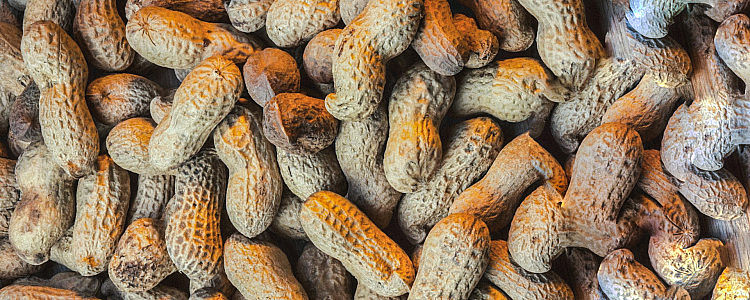 Peanuts - Parts, Nutritional Facts, Health Benefits, and Peanut Allergies