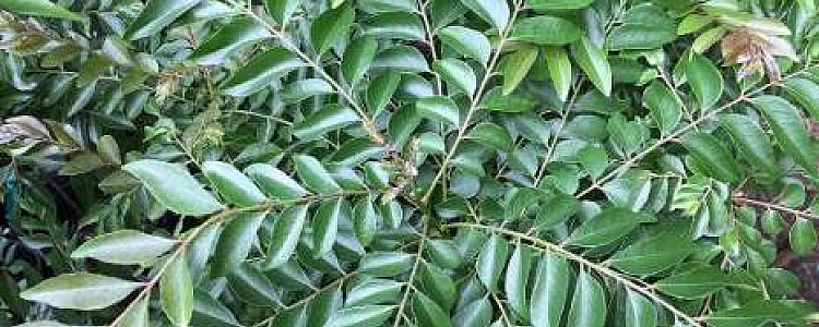 Health Benefits and Nutritional Facts of Curry Leaves