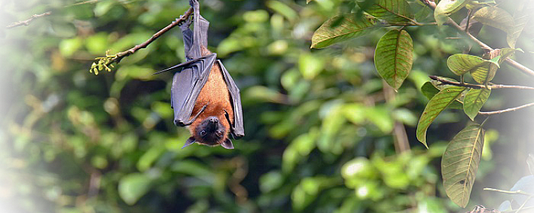 What is Nipah Virus, Symptoms, Testing and Treatments