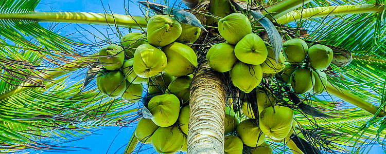 Health Benefits of Coconuts - Coconut Products, Nutritional Facts, Allergy and Uses