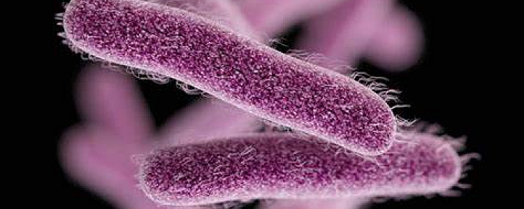 Everything About Shigella Bacteria Disease