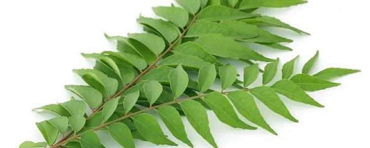 Health Benefits & Nutritional Facts of Curry Leaves in Hindi