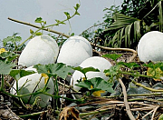 Cultivation, Harvesting and Diseases of  Ash Gourd (Safed Petha)