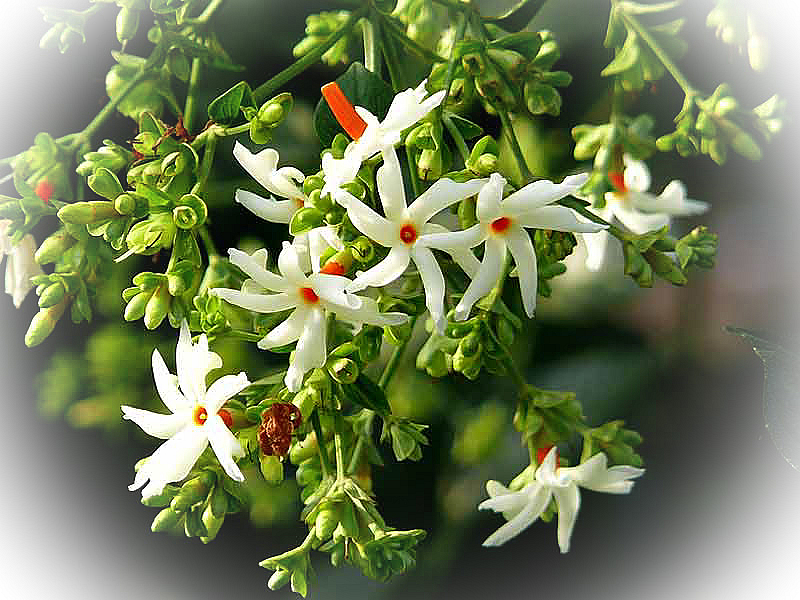 Everything About Prijat/ Night Jasmine and Its Health Benefits