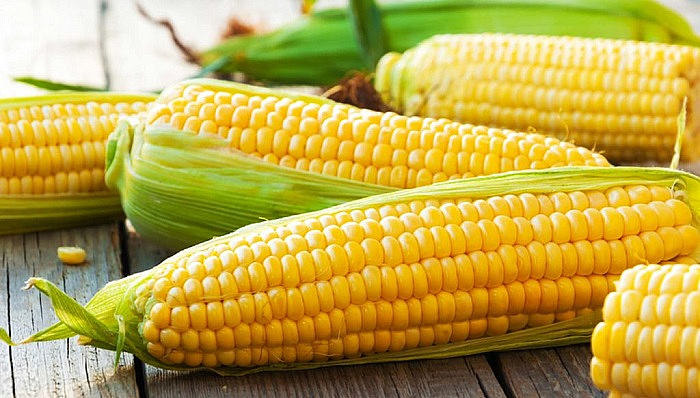 Everything you need to know about corn (maize)