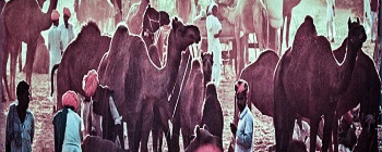 पुष्कर मेला - विश्व का सबसे बड़ा ऊंट मेला और पशु मेला
