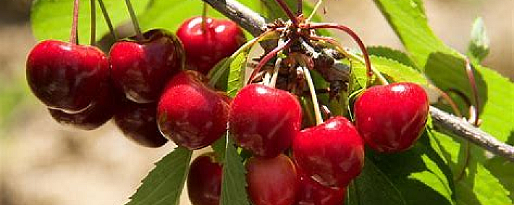 13 Health Benefits of Cherry and Nutritional Facts of Cherry